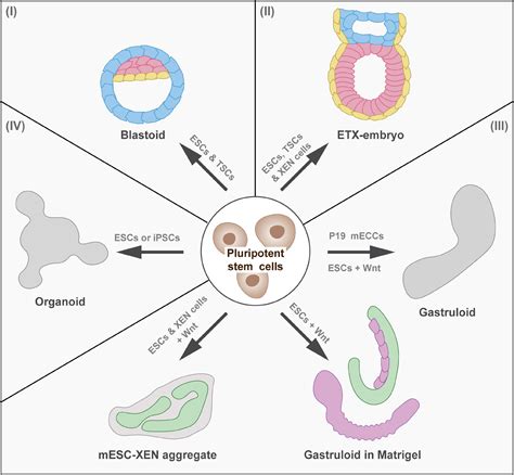 Frontiers | Development in a Dish—In Vitro Models of Mammalian ...