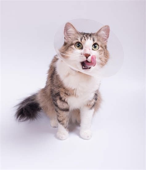 Premium Photo | Cute cat wearing a cone collar on a white background ...