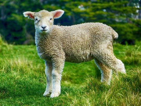 Lamb on the loose at the University of Utah - UPI.com