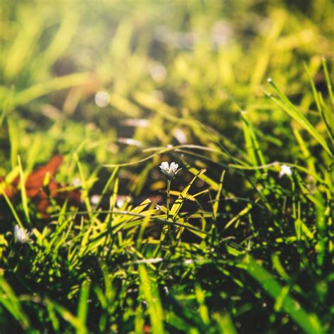 Closeup of grass flower with sun | Premium Photo - rawpixel