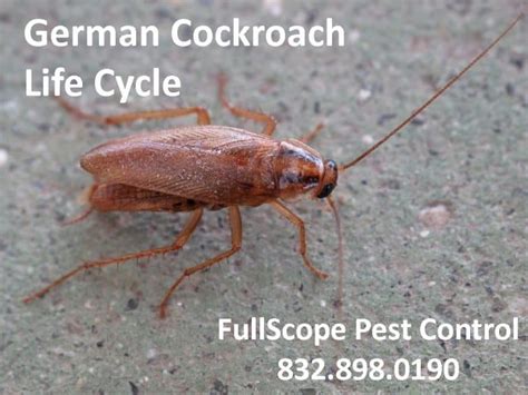 The German Cockroach Life Cycle - FullScope Pest Control