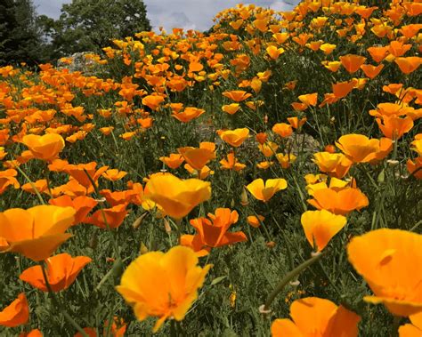 The Golden Poppy: California's Vibrant Emblem - The Garden Shed