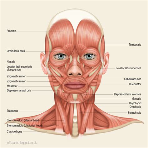 Jeff Searle: Muscles of the head and neck