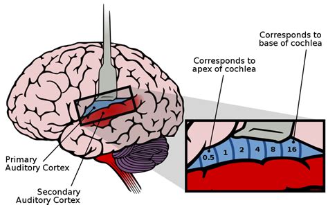 Restoring Auditory Cortex Plasticity in Adults – Young Investigators Review