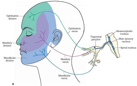 Mandibular Nerve Sensory