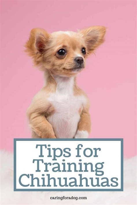 Tips For Training Your Chihuahua - Caring For A Dog