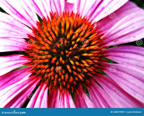 Closeup of Pink Flower Stamen Stock Image - Image of natural, milk ...