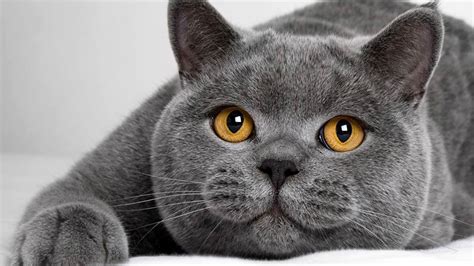 British Shorthair cat | DinoAnimals.com