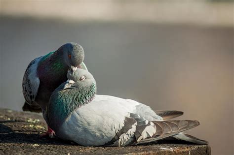 Taking care by Paolo Tagliaferri | 500px | Cute pigeon, Pet pigeon, Pet ...