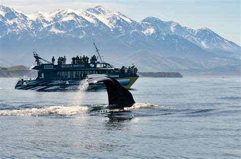 Kaikoura Day Tour - Scenic Pacific Tours