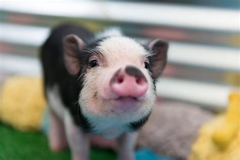 40 Adorable Pig Pictures to Make You Smile | Reader's Digest