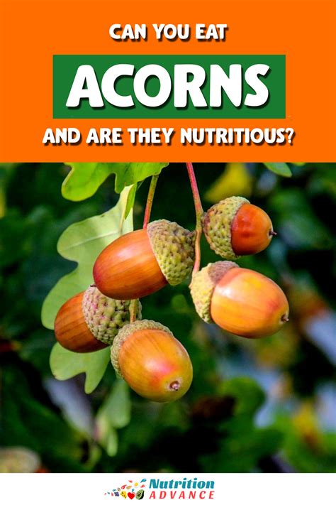 Can You Eat Acorns and Are They Nutritious? - Nutrition Advance