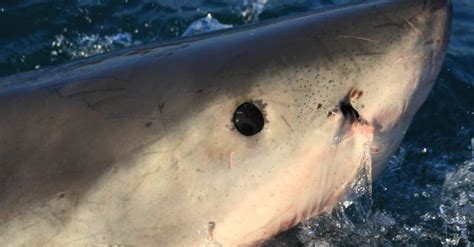 Shark Eyes: Everything You Need To Know - A-Z Animals