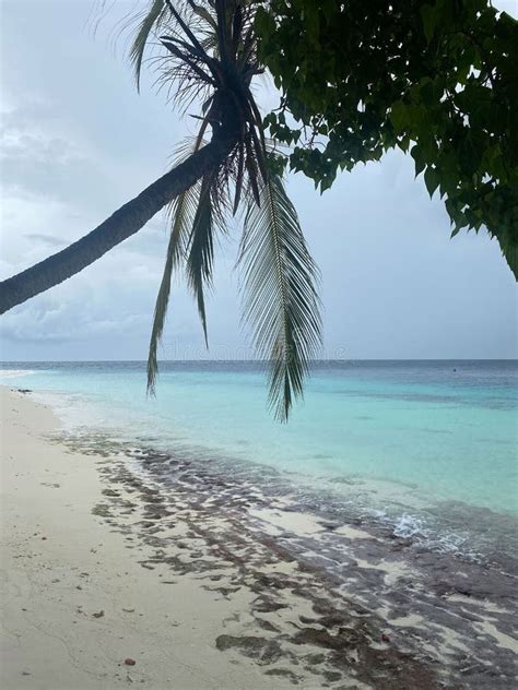 Maldives, Ocean, Sea, Beach, Palm Trees Stock Image - Image of horizon ...