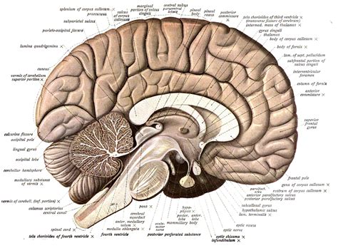 Brain Anatomy Wallpaper