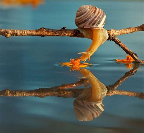 Magical World Of Snails Captured In Macro Photography By Vyacheslav ...