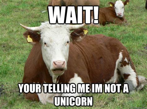 Hilarious Cow Pictures ~ Hilarious Cow | Bodhoswasust