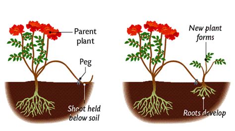 Vegetative Propagation in Plants - W3schools