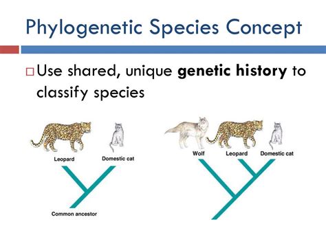 SPECIES AND SPECIATION - ppt download