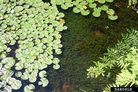 hydrilla (Hydrilla verticillata)