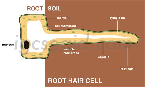 Root Hair Cell Diagram Detailed