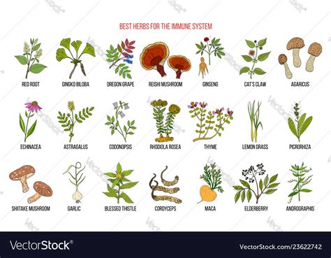 Best medicinal herbs for the immune system Vector Image