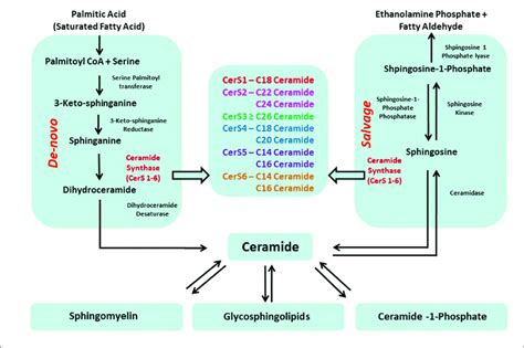 | Two primary pathways produce ceramides in cells: (a) de novo ...