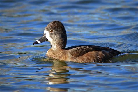 Ring Neck Duck - Female by Carl Jackson