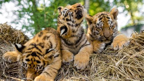 royal-bengal-tiger-cubs - Drive to save 2 paralysed royal Bengal tiger ...