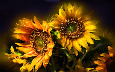 Golden Sunflowers HD Nature Wallpaper