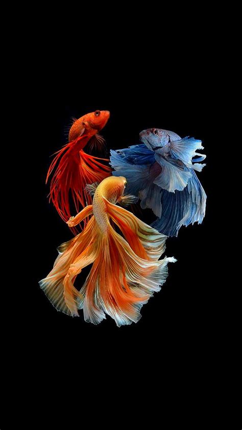 1920x1080px, 1080P free download | Fishes, blue, fish orange, red, HD ...