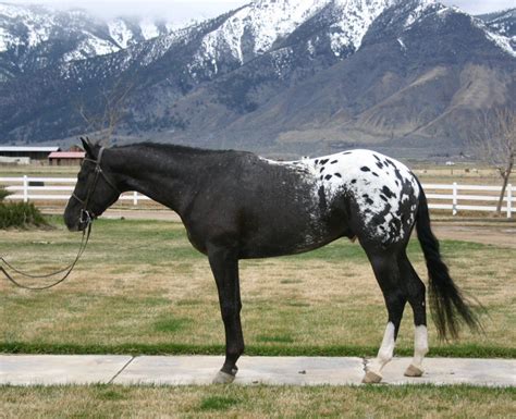 Blanket Appaloosa Appaloosa Horses, Dressage Horses, Pretty Horses ...