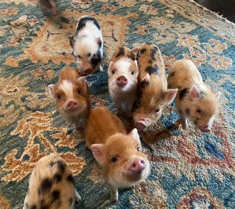 Available Piglets Mini Pigs for Sale - Charming Mini Pigs