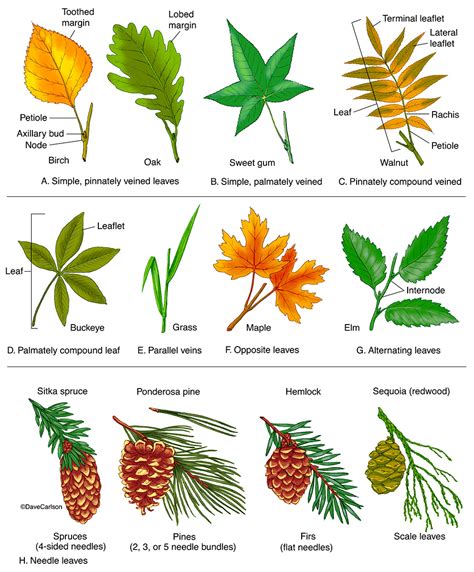 Leaf Types (Morphology) | Carlson Stock Art