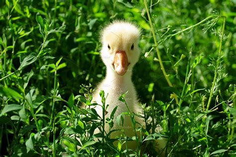 small yellow goose | Animal Stock Photos ~ Creative Market