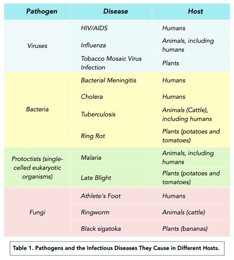 Human Diseases Caused By Bacteria