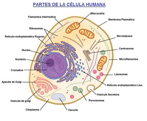 Dibujo De La Celula Eucariota Y Sus Partes Para Colorear - Compartir ...