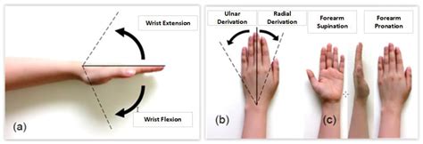 Wrist Flexion And Extension