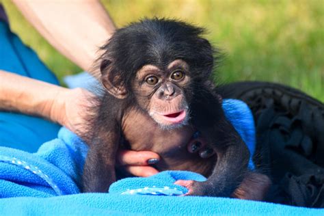 Name the Baby Chimp | The Maryland Zoo