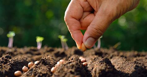 How to Grow Vegetables Directly From Seeds in Your Garden