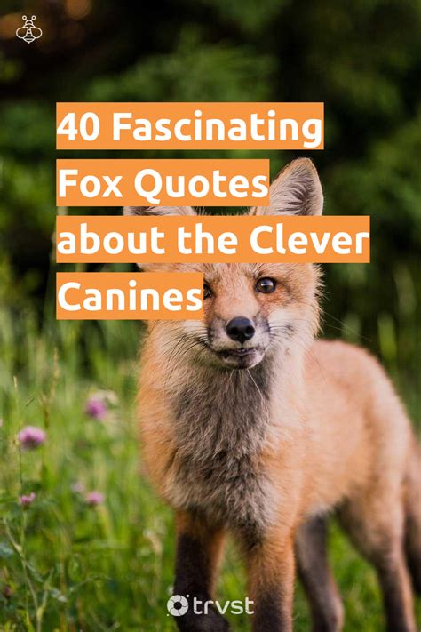 40 Fascinating Fox Quotes about the Clever Canines in 2023 | Fox quotes ...