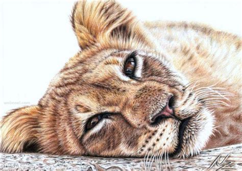 Animal Drawing Tiger Nicolezeug 14