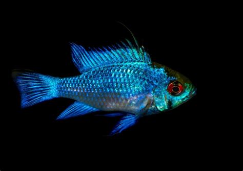 Blue Ram Cichlid Care Guide - Diet, Breeding & More » Petsoid