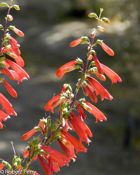 Firecracker penstemon - Waterwise Garden Planner