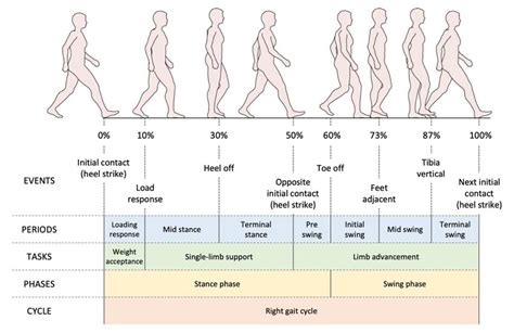 2: Visual illustration of gait phases and the correponding terminology ...