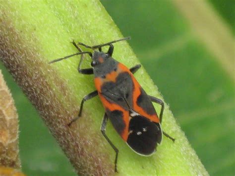 Black Bug With Orange Stripes, 9 Beetles Found In The Garden ...