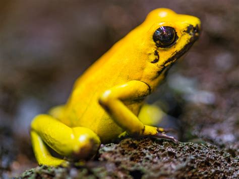 Chemists Re-Create Deadly Frog Poison In The Lab | NPR & Houston Public ...