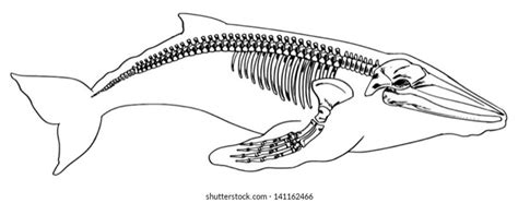 4,047 Whale Skeleton Images, Stock Photos, 3D objects, & Vectors ...