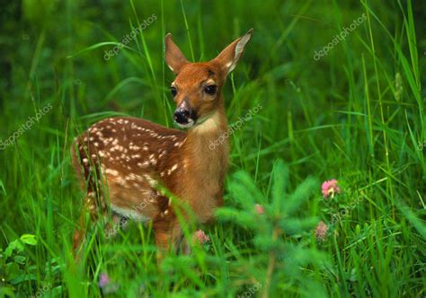 Whitetail Deer Fawn — Stock Photo © twildlife #5808026