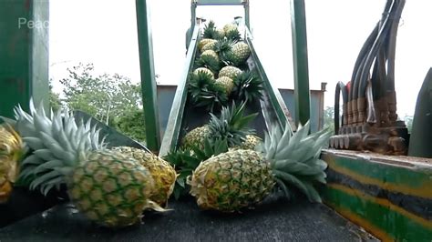 How to Harvest Pineapple ? Pineapple Farming & Pineapple Harvesting ...